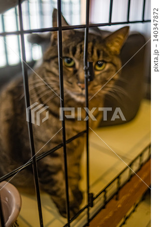 動物・ねこ 140347872