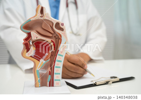 Asian doctor with nasal oral throat cavity neck human anatomy model for study diagnosis and treatment in hospital. 140348038