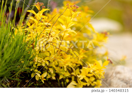 decorative spirea shrub with yellow foliage 140348315