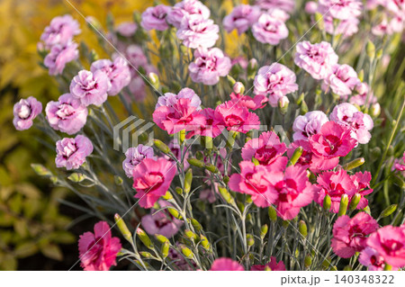 pink and magenta dianthus flowers blooming with decorative shrubs pink and magenta dianthus flowers blooming with decorative shrubs 140348322