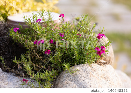 rock garden with pink creeping phlox plant 140348331