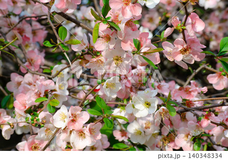 春に咲き誇る満開の淡いピンクのボケの花 春に咲き誇る満開の淡いピンクのボケの花 140348334