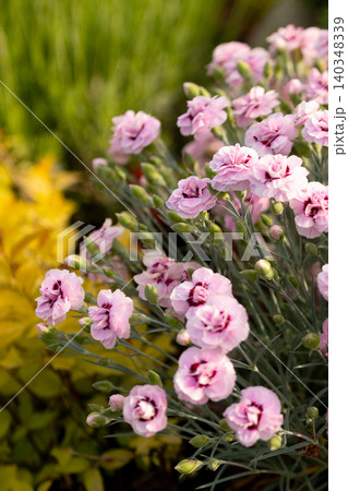 pink dianthus flowers blooming in a sunny garden pink dianthus flowers blooming in a sunny garden 140348339