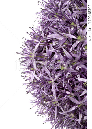 Stunning purple Allium Globemaster flower head floral on white background 140348365