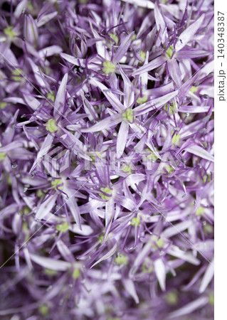 Stunning purple Allium Globemaster flower head floral background Stunning purple Allium Globemaster flower head floral background 140348387