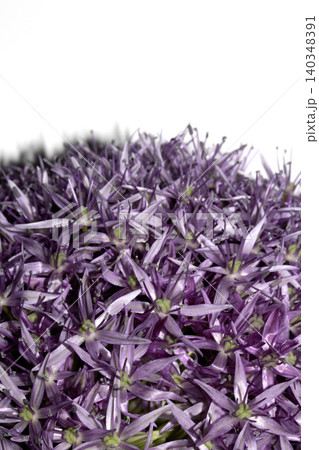 Stunning purple Allium Globemaster flower head floral on white background 140348391