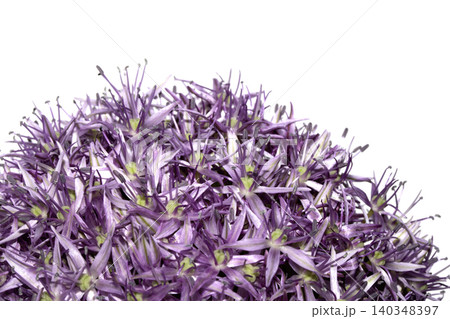 Stunning purple Allium Globemaster flower head floral on white background Stunning purple Allium Globemaster flower head floral on white background 140348397