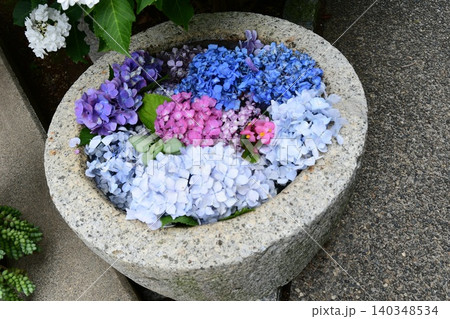紫陽花 紫陽花 140348534