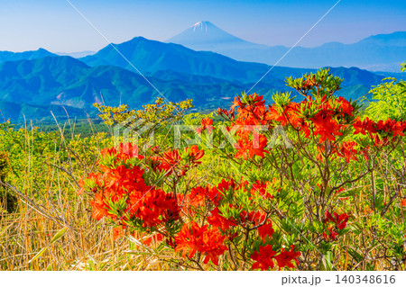 【山梨県】ヤマツツジ咲く、清里美し森 富士山遠望 【山梨県】ヤマツツジ咲く、清里美し森 富士山遠望 140348616