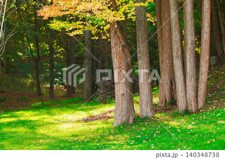 Bright autumn sunlight streams through trees onto a vibrant green lawn Bright autumn sunlight streams through trees onto a vibrant green lawn 140348738