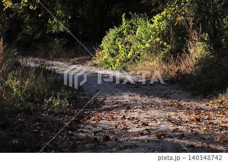 wooded rural road among orchards wooded rural road among orchards 140348742