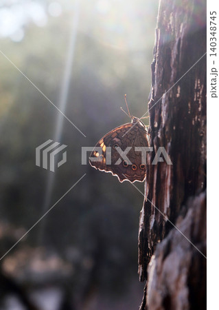 big butterfly on plant bark 140348745