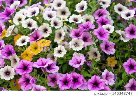 Summer nature. Vivid inflorescences of flowering plant. Flower of petunia. Flowering background. Freshness of nature. Petunia blossom. Vivid petunia garden flower growing. Petunia flower in nature Summer nature. Vivid inflorescences of flowering plant. Flower of petunia. Flowering background. Freshness of nature. Petunia blossom. Vivid petunia garden flower growing. Petunia flower in nature 140348747