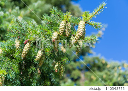 Needle of the coniferous tree. Pine pollen. Needle of Christmas tree nature. Christmas tree branch and cone. Xmas spruce. Green fir pine twig. Pine cone on branch. Pine tree branch 140348753