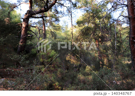 Green area with bushes and trees Green area with bushes and trees 140348767