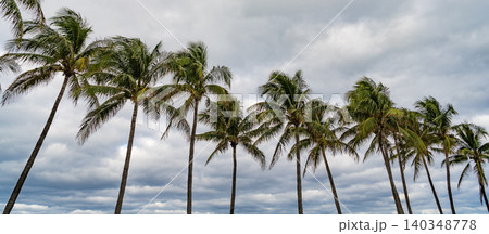 Palm tree. Summer vacation in Florida. Palm tree of California. Tropical beach in Miami. Tropical outdoor scene with palm tree. Tropical summer vacation. Exotic nature. Lush palm foliage 140348778