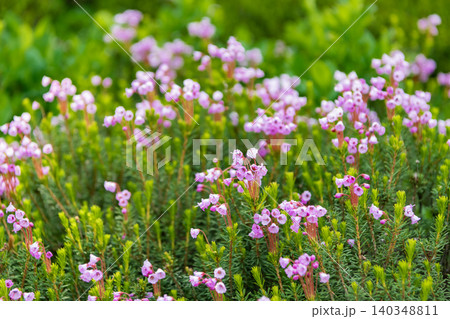 Pink mountain heather meadow flower. Meadow with wildflower of mountain heather flower in nature. Summer nature. Flowering plant. Flower in nature. Floral heather blossom 140348811