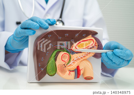 Pancreatitis, pancreatic cancer, Asian doctor with pancreas, gallbladder and bile duct human model. 140348975