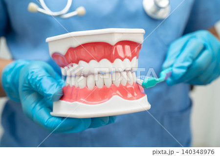 Doctor clean teeth denture with toothbrush for teach patient and dentist studying about dentistry. 140348976