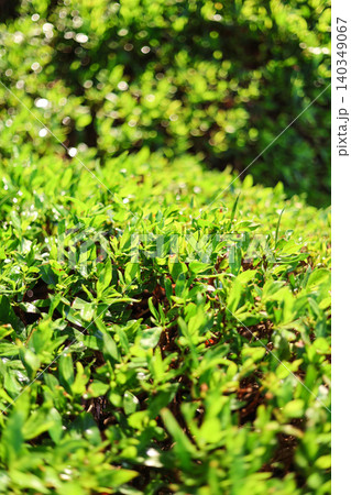 Fresh green young plant shoots and vibrant grass emerging in spring sunlight Fresh green young plant shoots and vibrant grass emerging in spring sunlight 140349067