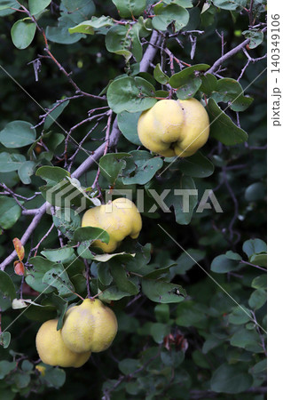yellow ripe quinces on the branch of the tree yellow ripe quinces on the branch of the tree 140349106