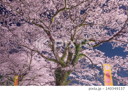 水面に映る桜 140349137