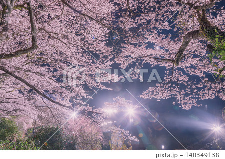 水面に映る桜 水面に映る桜 140349138