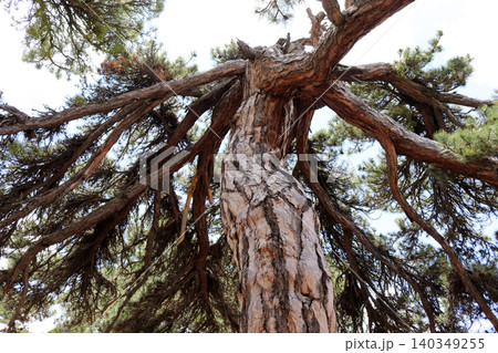 big pine trees in the forest big pine trees in the forest 140349255