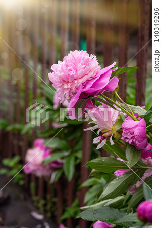 lush peony plant with vibrant pink flowers 140349296