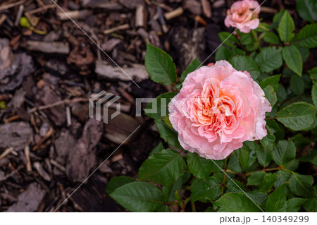 garden roses growing among natural mulch ground 140349299