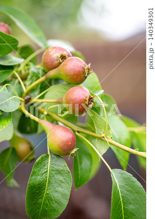 young pear fruits growing on garden tree branch young pear fruits growing on garden tree branch 140349301
