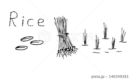 Simple vector sketchy freehand drawing. Stages of rice planting, plant cultivation, agriculture, grain products, seedlings, bunches, sprouts in water. Fields, farming. Simple vector sketchy freehand drawing. Stages of rice planting, plant cultivation, agriculture, grain products, seedlings, bunches, sprouts in water. Fields, farming. 140349381
