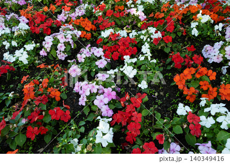 Blooming summer flowerbed in public park on a sunny day Blooming summer flowerbed in public park on a sunny day 140349416
