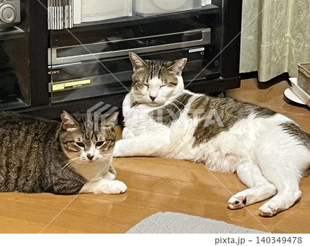 くつろぐ猫 くつろぐ猫 140349478