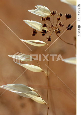 Macro image of wild plants. Macro image of wild plants. 140349510