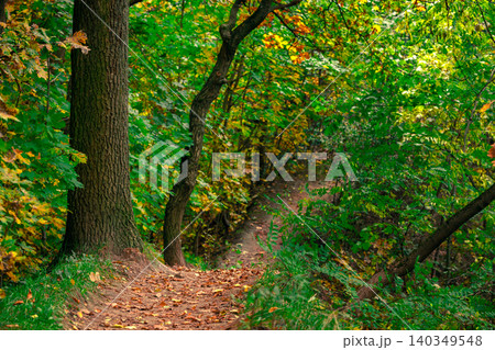 foot path way in colorful natural environment space of wood land 140349548