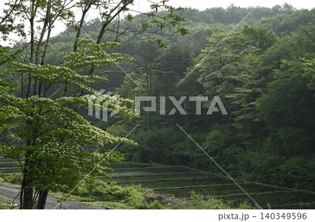 緑に覆われた山の斜面 緑に覆われた山の斜面 140349596