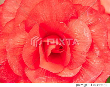 温室にある満開のベゴニアの花のアップ写真 温室にある満開のベゴニアの花のアップ写真 140349600