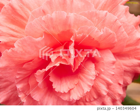 温室にある満開のベゴニアの花のアップ写真 温室にある満開のベゴニアの花のアップ写真 140349604