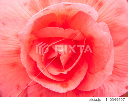温室にある満開のベゴニアの花のアップ写真 温室にある満開のベゴニアの花のアップ写真 140349607