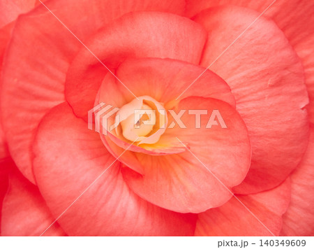 温室にある満開のベゴニアの花のアップ写真 温室にある満開のベゴニアの花のアップ写真 140349609