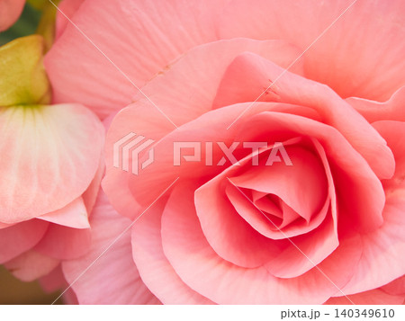 温室にある満開のベゴニアの花のアップ写真 温室にある満開のベゴニアの花のアップ写真 140349610