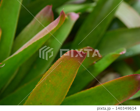 温室にある美しい鑑賞植物の風景 温室にある美しい鑑賞植物の風景 140349614