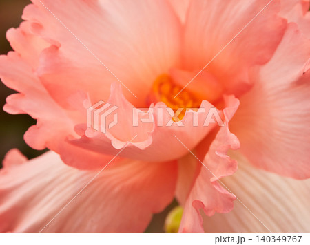 温室にある満開のベゴニアの花のアップ写真 温室にある満開のベゴニアの花のアップ写真 140349767