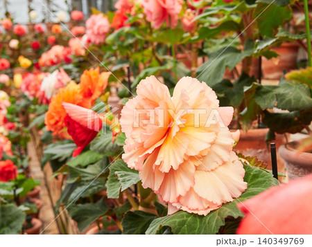 温室にある満開のベゴニアの花のアップ写真 温室にある満開のベゴニアの花のアップ写真 140349769