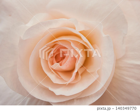温室にある満開のベゴニアの花のアップ写真 温室にある満開のベゴニアの花のアップ写真 140349770