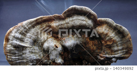 Large tree fungus. Mushroom studio shoot. 140349892