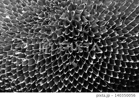 Close up of dried sunflower Close up of dried sunflower 140350056