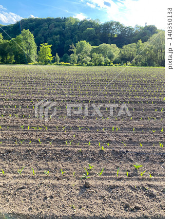 Sprouted agricultural crop fields with young corn leaves Sprouted agricultural crop fields with young corn leaves 140350138