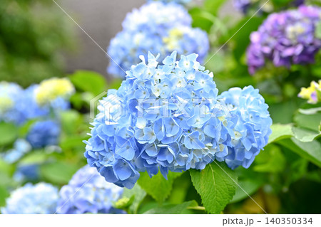 青い紫陽花 青い紫陽花 140350334